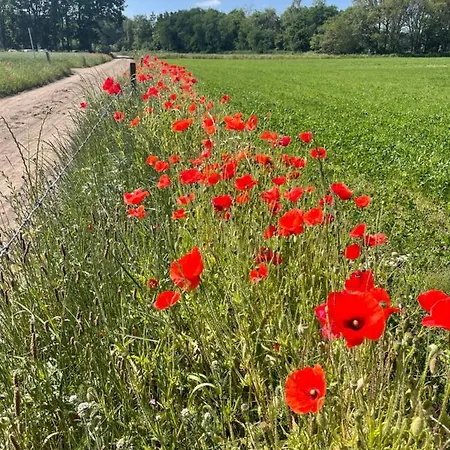 De Gouden Wilg Panzió