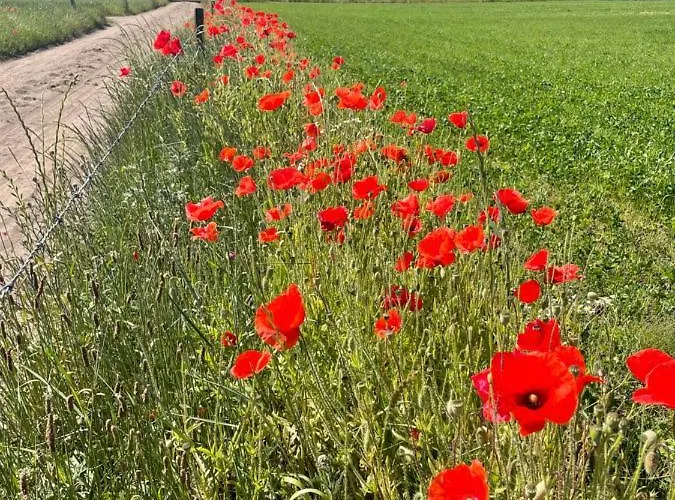 De Gouden Wilg Bed & Breakfast